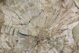 Triassic Petrified Wood (Woodworthia) Slab - Arizona #358863-1